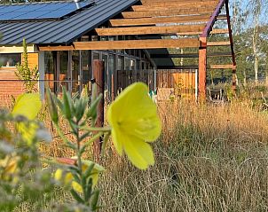 Vakantiehuisje in Gilze met zonnige veranda en wilde bloemen, West Brabant, Noord Brabant.