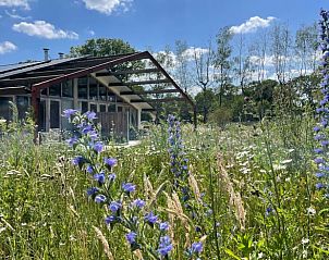 Vakantiehuisje in Gilze met prachtige wilde bloemen in de omgeving, West Brabant.