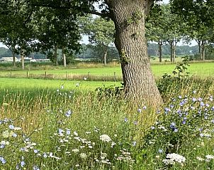 Bloemenveld rondom Vakantiehuisje in Gilze, West Brabant, met uitzicht op natuur.