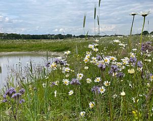 Vijver met wilde bloemen bij Vakantiehuisje in Gilze, West Brabant, Noord Brabant.