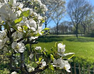 Bloesem in de tuin van Vakantiehuisje in Gilze, West Brabant, Noord Brabant.