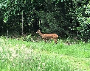 Hert in de omgeving van Vakantiehuisje in Gilze, West Brabant, Noord Brabant.