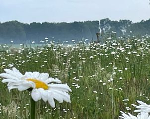 Bloemenveld bij Vakantiehuis in Gilze in West Brabant, met uitzicht op de natuur in Noord Brabant.