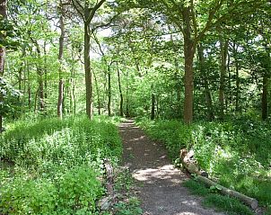 Bosrijk pad nabij Vakantiehuisje in Oosterhout, Noord Brabant, ideaal voor wandelingen.