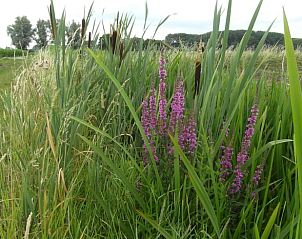 Natuurlijke omgeving met wilde bloemen bij Huisje in Drimmelen, vakantiehuis in Noord Brabant.