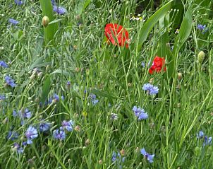 Wilde bloemen in de omgeving van Huisje in Drimmelen, vakantiehuis in West Brabant met levendige kleuren.
