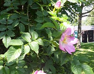 Guest house 443026 - Holiday property West Brabant - Vakantiehuisje in Hoeven