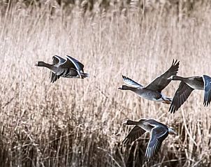 Verblijf 443215 - Vakantiewoning West Brabant - Vakantiehuis in Werkendam