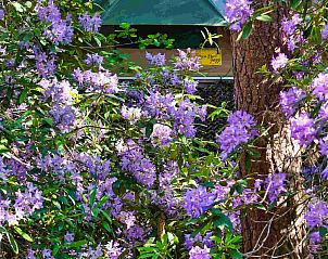 Unterkunft 443605 - Ferienhaus West Brabant - Treelodge