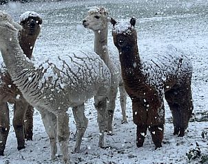 Verblijf 443808 - Vakantiewoning West Brabant - Huisje in Ulvenhout Ac