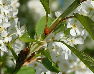 Guest house 443812 - Holiday property West Brabant - Vakantiehuis in Ulvenhout AC