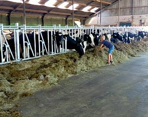 Boerderijleven ervaren bij Huisje in Genderen, een vakantiehuis in Genderen, West Brabant, Noord Brabant.