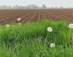 Bloeiende paardenbloemen in de velden bij Huisje in Genderen, een vakantiehuis in Genderen, West Brabant, Noord Brabant.