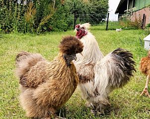 Kippen op het terrein van Vakantiehuisje in Genderen, Noord Brabant, voor een landelijke ervaring.