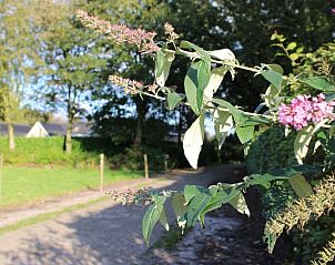 Guest house 444009 - Holiday property West Brabant - Huisje in Schijf
