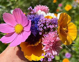 Veldbloemen bij Vakantiehuisje in Strijbeek, kleurrijke omgeving in West Brabant.