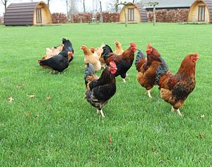 Vakantiehuis in Terheijden, Noord Brabant, omgeven door groene natuur en scharrelende kippen voor een unieke plattelandsbeleving.