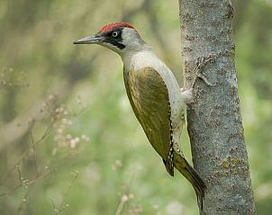 Guest house 445501 - Holiday property West Brabant - Vakantiehuisje in Teteringen