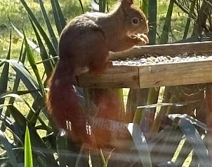 Guest house 445501 - Holiday property West Brabant - Vakantiehuisje in Teteringen