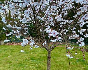 Guest house 445501 - Holiday property West Brabant - Vakantiehuisje in Teteringen