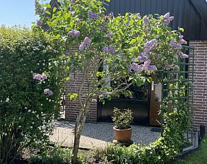 Bloeiende tuin voor De Vlinder vakantiehuis in Schoorl, Noord-Holland