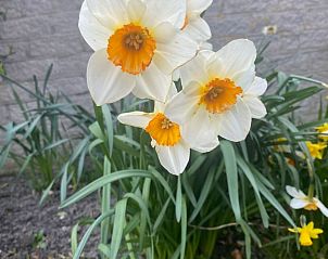 Guest house 4502100 - Holiday property Noordzeekust - Vakantiehuis mit gepflegtem Garten in Julianadorp