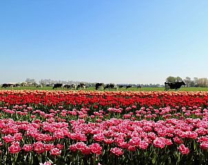Bloeiende tulpenvelden nabij Ooghduyne 148 Julianadorp aan zee, Noord-Holland.