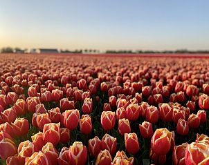 Bloeiende tulpenvelden in de omgeving van Ooghduyne 187 Julianadorp aan zee, Noord-Holland.