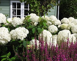 Prachtige hortensia's bij Vakantiehuis in Julianadorp, Noordzeekust, Noord-Holland.