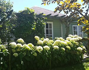 Zonnige tuin van Vakantiehuis in Julianadorp, Noordzeekust, met bloeiende hortensia's.