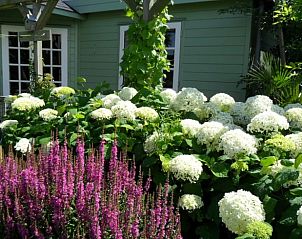 Bloementuin bij Vakantiehuis in Julianadorp, Noordzeekust, Noord-Holland met kleurrijke bloemen.
