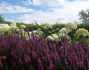 Veld vol bloemen bij Vakantiehuis in Julianadorp, Noordzeekust, Noord-Holland.
