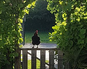 Haan op het erf van Vakantiehuis in Julianadorp, Noordzeekust, omgeven door groen.
