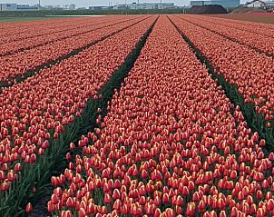 Uitgestrekt tulpenveld nabij Vakantiehuis in Julianadorp, Noordzeekust, Noord-Holland.
