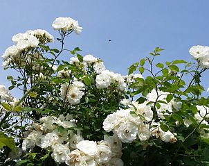Witte rozen in bloei bij Vakantiehuis in Julianadorp, Noordzeekust, Noord-Holland.