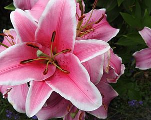 Roze lelies in de tuin van Vakantiehuis in Julianadorp, Noordzeekust, Noord-Holland.