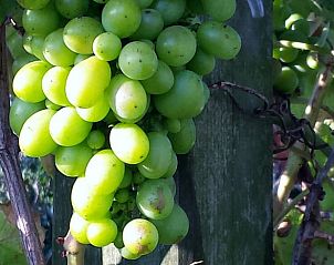 Groene druiven in de tuin van Vakantiehuis in Julianadorp, Noordzeekust, Noord-Holland.
