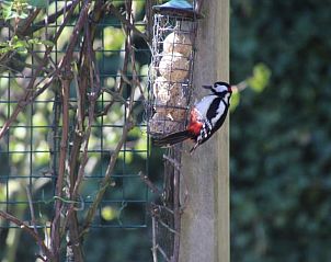 Specht op voederplaats bij Vakantiehuis in Julianadorp, Noordzeekust, Noord-Holland.