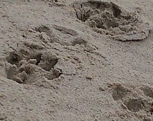 Zand met dierenpootafdrukken nabij Vakantiehuis in Julianadorp, Noordzeekust, Noord-Holland.