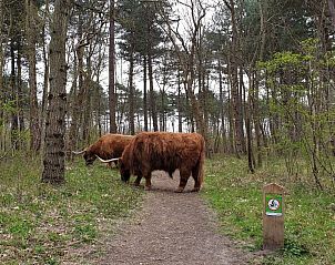 Unterkunft 4503152 - Ferienhaus Noordzeekust - Vakantiehuis 