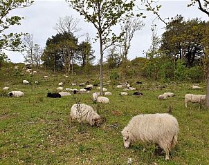 Unterkunft 4503152 - Ferienhaus Noordzeekust - Vakantiehuis 