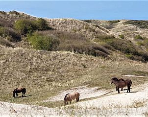 Unterkunft 4503152 - Ferienhaus Noordzeekust - Vakantiehuis 