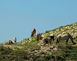 Unterkunft 4503152 - Ferienhaus Noordzeekust - Vakantiehuis 