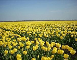 Unterkunft 4503152 - Ferienhaus Noordzeekust - Vakantiehuis 