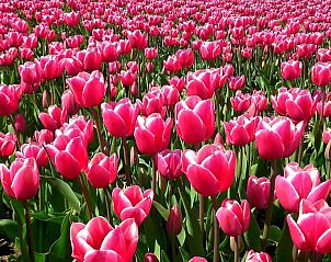 Unterkunft 4503152 - Ferienhaus Noordzeekust - Vakantiehuis 