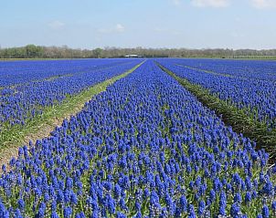 Unterkunft 4503152 - Ferienhaus Noordzeekust - Vakantiehuis 