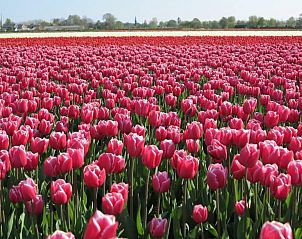 Unterkunft 4503152 - Ferienhaus Noordzeekust - Vakantiehuis 