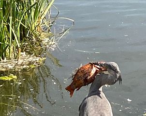 Verblijf 4503154 - Appartement Noordzeekust - Appartement De Boutjes