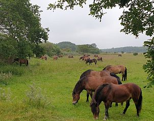Unterkunft 4503155 - Ferienhaus Noordzeekust - Vakantiehuis Sommerhaus in ruhiger Lage mit privatem Garten 