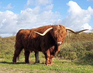 Unterkunft 4503155 - Ferienhaus Noordzeekust - Vakantiehuis Sommerhaus in ruhiger Lage mit privatem Garten 